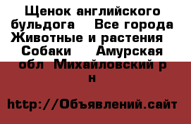 Щенок английского бульдога  - Все города Животные и растения » Собаки   . Амурская обл.,Михайловский р-н